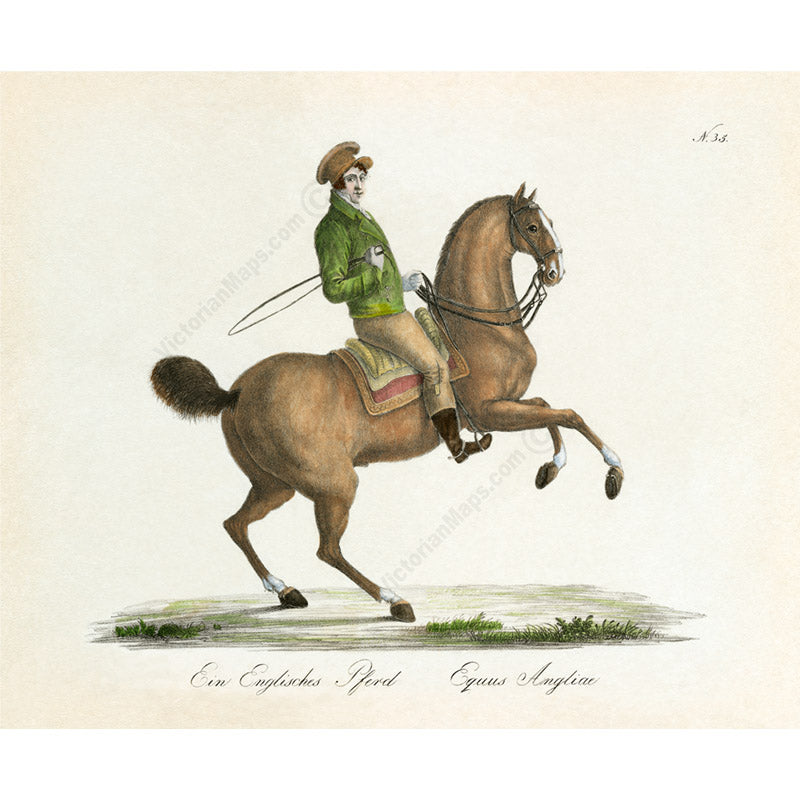 Equus angliae English horse – an engraved hand-coloured equine print by Karl Brodtmann, 1816 art poster canvas gift