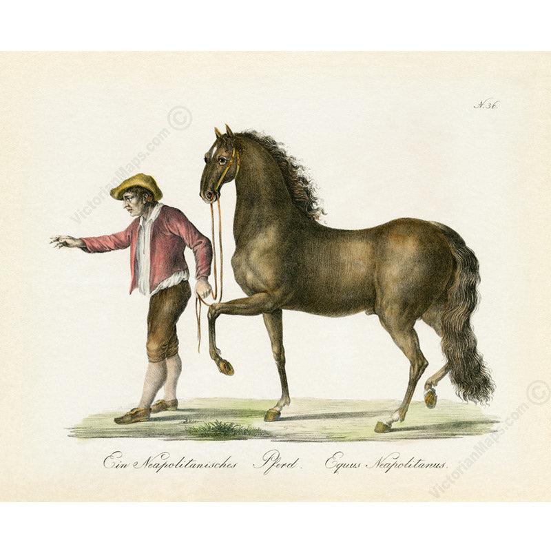 Equus neapolitanus Neapolitan horse - an engraved hand-coloured equine print by Karl Brodtmann, 1816 art poster canvas gift