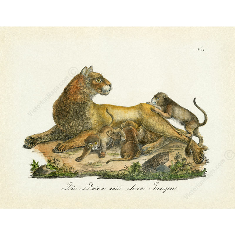 Lioness with cubs – an engraved hand-coloured print by Karl Brodtmann, 1816 art poster canvas gift