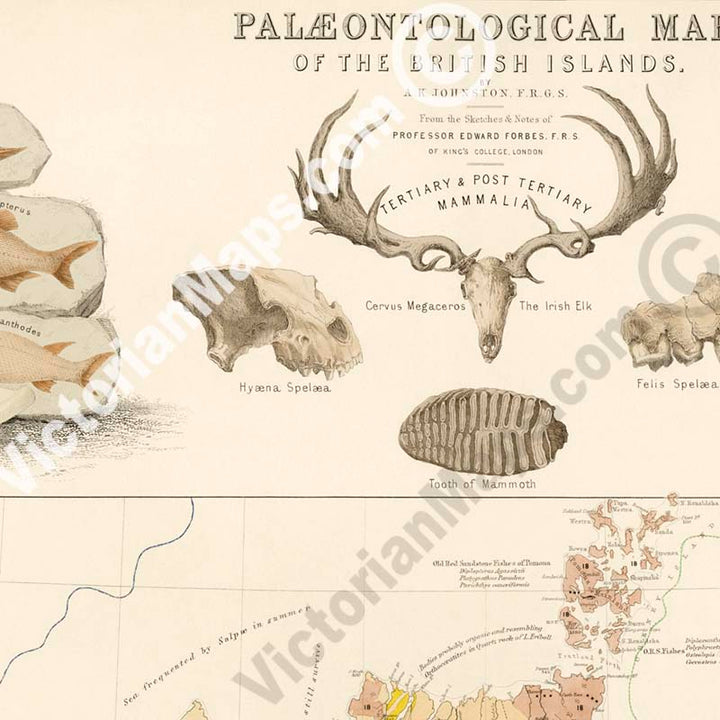 Palaeontological Map of the British Islands by A. K. Johnston & E. Forbes, published by William Blackwood & Sons 1848 art print poster canvas gift