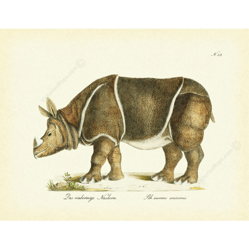 Rhino Rhinoceros unicornis - an engraved hand-coloured print by Karl Brodtmann, 1816 art print poster canvas gift