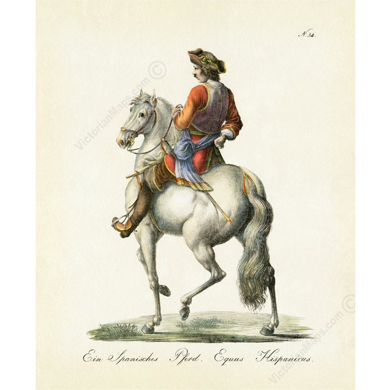 Equus hispanicus Spanish horse - an engraved hand-coloured equine print by Karl Brodtmann, 1816 art poster canvas gift