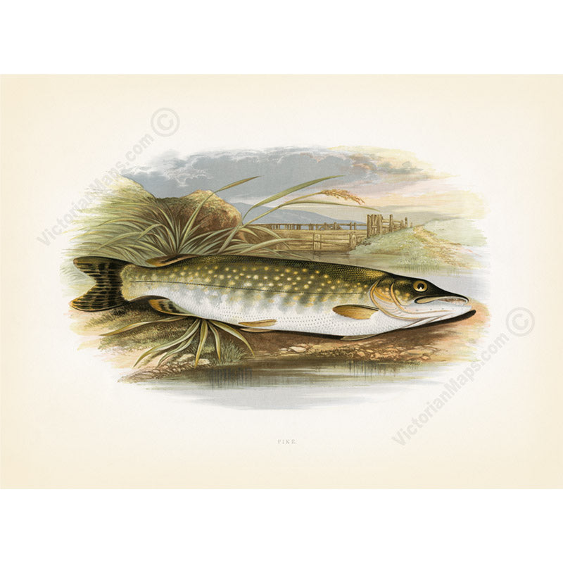 Fish prints