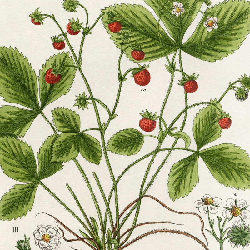 Botanical prints