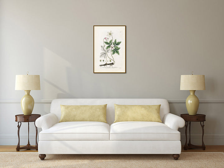 Wood anemone Anemone nemorosa flowering plant, Victorian botanical print by W. Baxter, 1830 art poster canvas gift