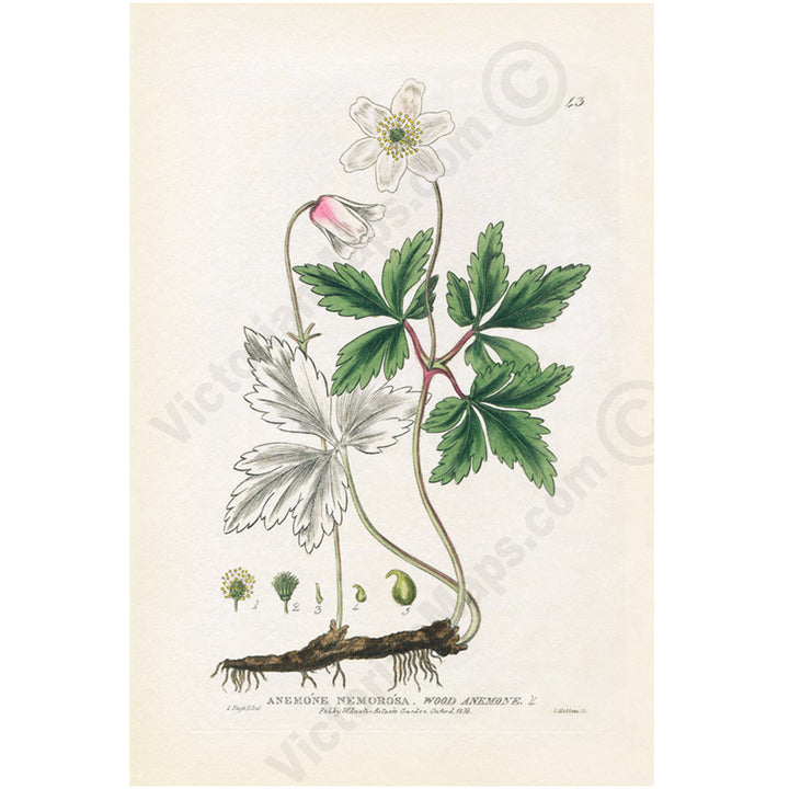 Wood anemone Anemone nemorosa flowering plant, Victorian botanical print by W. Baxter, 1830 art poster canvas gift