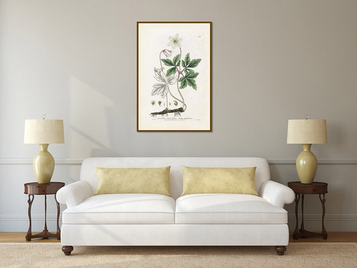 Wood anemone Anemone nemorosa flowering plant, Victorian botanical print by W. Baxter, 1830 art poster canvas gift