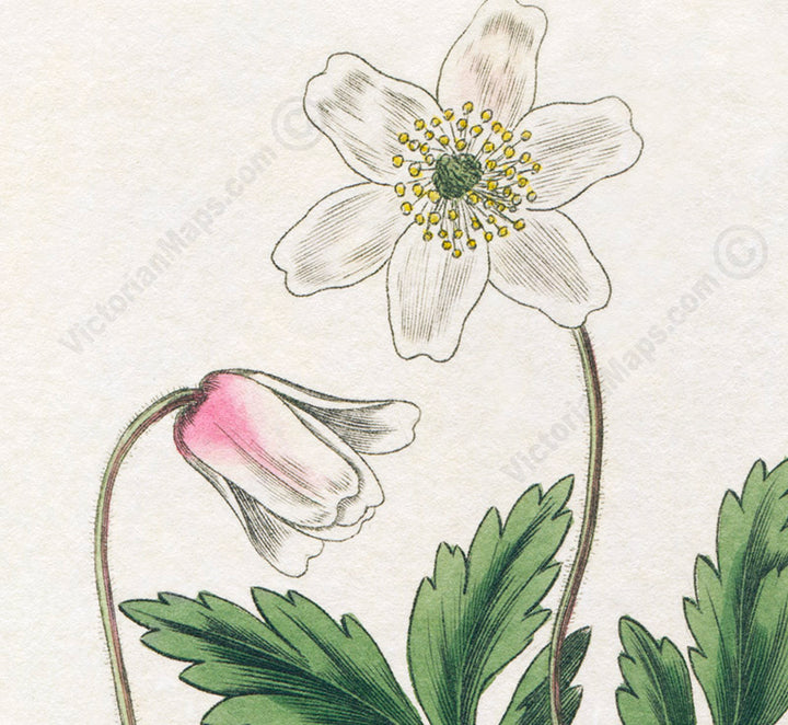 Wood anemone Anemone nemorosa flowering plant, Victorian botanical print by W. Baxter, 1830 art poster canvas gift