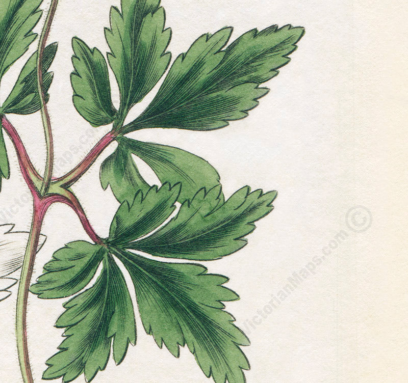 Wood anemone Anemone nemorosa flowering plant, Victorian botanical print by W. Baxter, 1830 art poster canvas gift