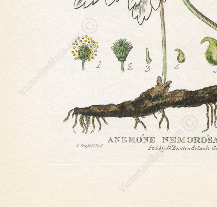 Wood anemone Anemone nemorosa flowering plant, Victorian botanical print by W. Baxter, 1830 art poster canvas gift