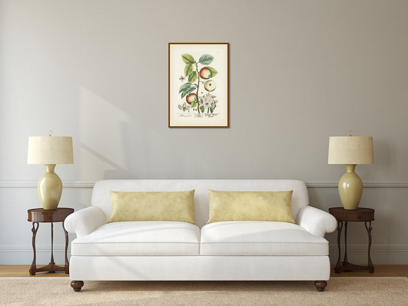 Apple tree Malus sativa antique botanical print by Elizabeth Blackwell, A Curious Herbal, 1737 art poster canvas gift
