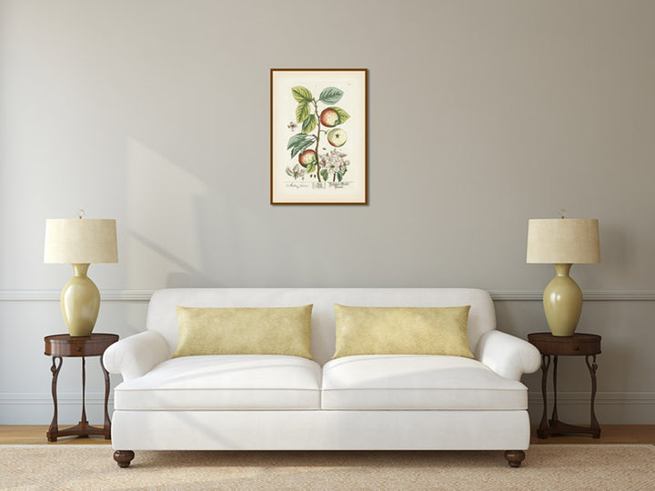 Apple tree Malus sativa antique botanical print by Elizabeth Blackwell, A Curious Herbal, 1737 art poster canvas gift