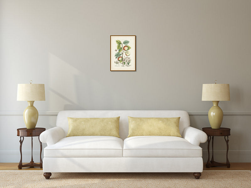 Apple tree Malus sativa antique botanical print by Elizabeth Blackwell, A Curious Herbal, 1737 art poster canvas gift