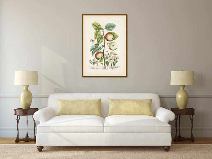 Apple tree Malus sativa antique botanical print by Elizabeth Blackwell, A Curious Herbal, 1737 art poster canvas gift