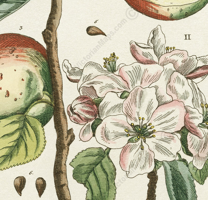 Apple tree Malus sativa antique botanical print by Elizabeth Blackwell, A Curious Herbal, 1737 art poster canvas gift