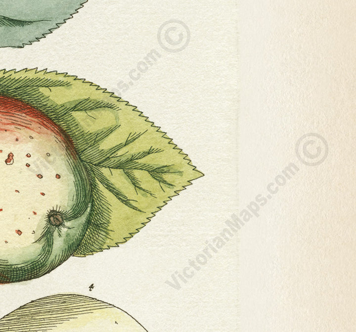 Apple tree Malus sativa antique botanical print by Elizabeth Blackwell, A Curious Herbal, 1737 art poster canvas gift