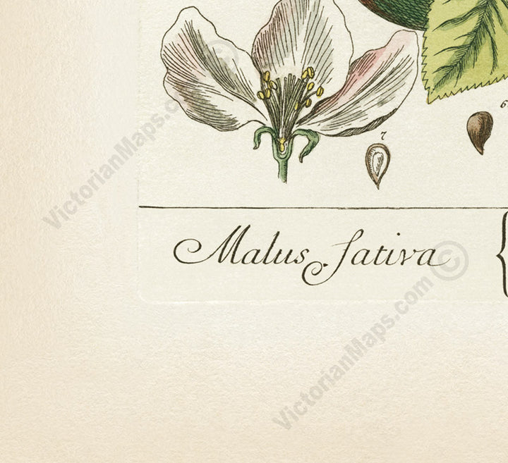 Apple tree Malus sativa antique botanical print by Elizabeth Blackwell, A Curious Herbal, 1737 art poster canvas gift