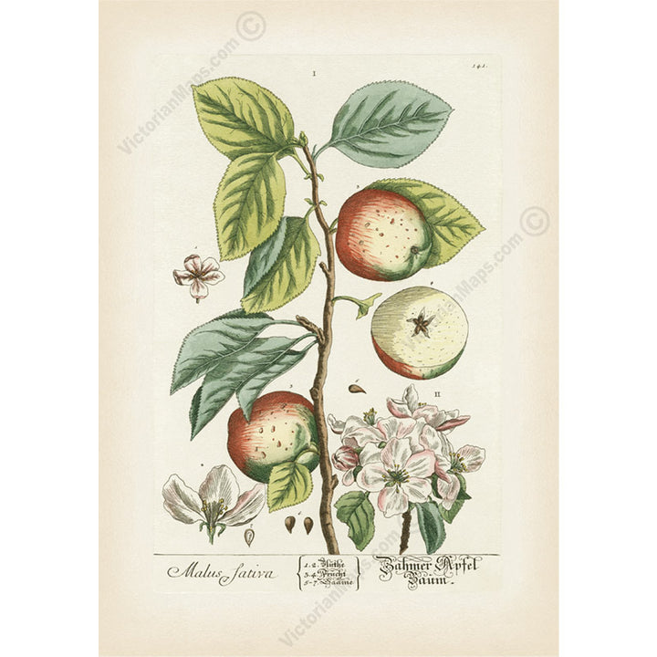 Apple tree Malus sativa antique botanical print by Elizabeth Blackwell, A Curious Herbal, 1737 art poster canvas gift