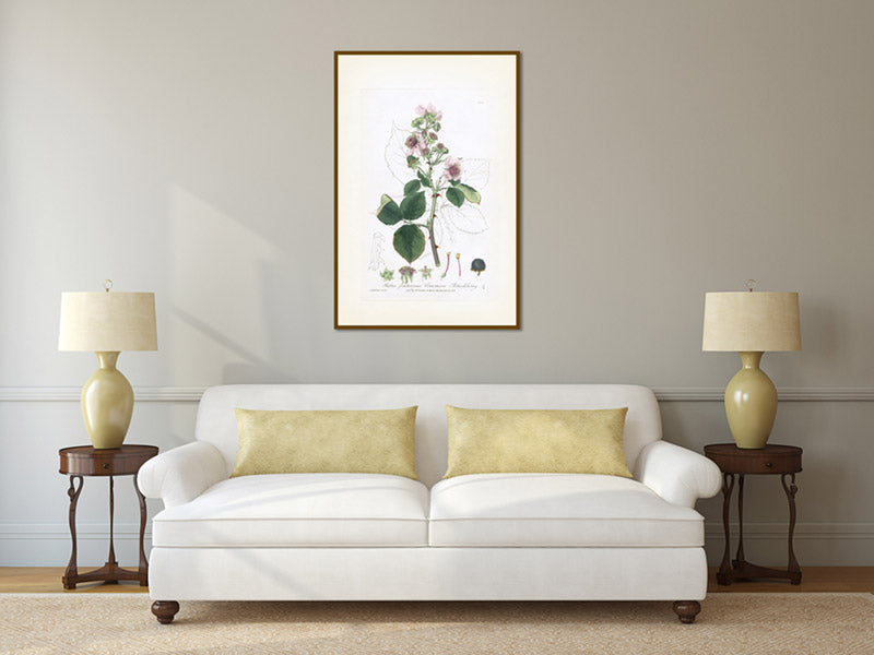 Common Blackberry Rubus fruticosus flowering plant, Victorian botanical print by W. Baxter, 1830 art poster canvas gift