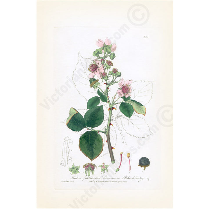 Common Blackberry Rubus fruticosus flowering plant, Victorian botanical print by W. Baxter, 1830 art poster canvas gift