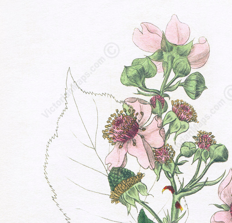 Common Blackberry Rubus fruticosus flowering plant, Victorian botanical print by W. Baxter, 1830 art poster canvas gift