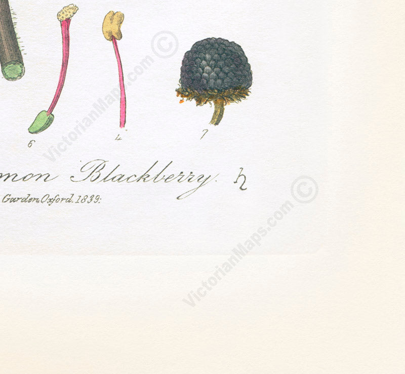 Common Blackberry Rubus fruticosus flowering plant, Victorian botanical print by W. Baxter, 1830 art poster canvas gift
