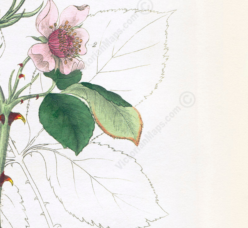 Common Blackberry Rubus fruticosus flowering plant, Victorian botanical print by W. Baxter, 1830 art poster canvas gift