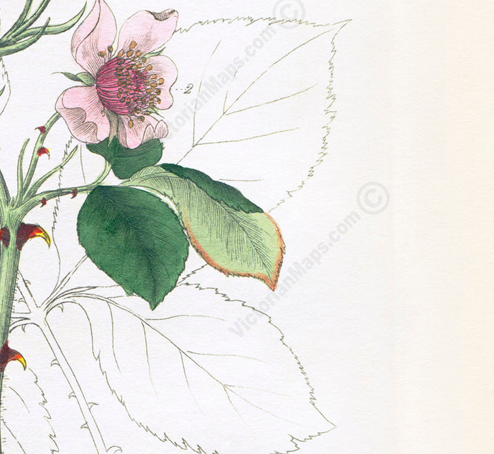 Common Blackberry Rubus fruticosus flowering plant, Victorian botanical print by W. Baxter, 1830 art poster canvas gift