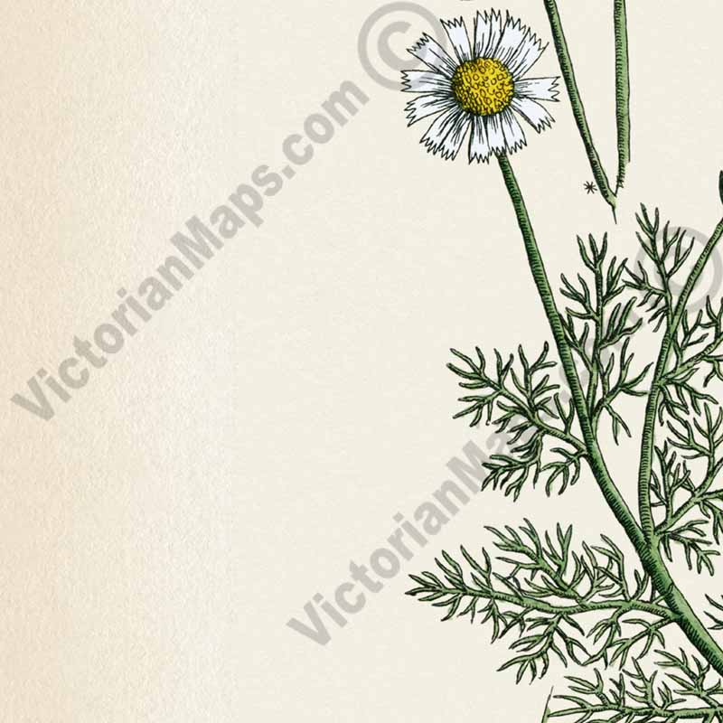 Chamaemelum German Chamomile Kamillen Wild Chamomile Matricaria chamomilla - botanical print by Elizabeth Blackwell, A Curious Herbal, 1737 art poster canvas gift
