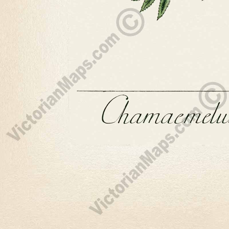 Chamaemelum German Chamomile Kamillen Wild Chamomile Matricaria chamomilla - botanical print by Elizabeth Blackwell, A Curious Herbal, 1737 art poster canvas gift
