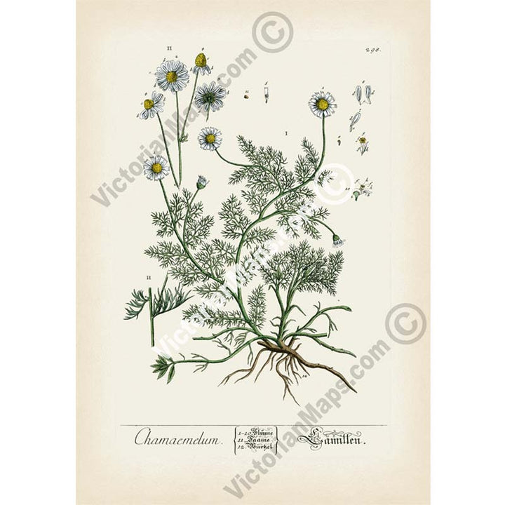 Chamaemelum German Chamomile Kamillen Wild Chamomile Matricaria chamomilla - botanical print by Elizabeth Blackwell, A Curious Herbal, 1737 art poster canvas gift