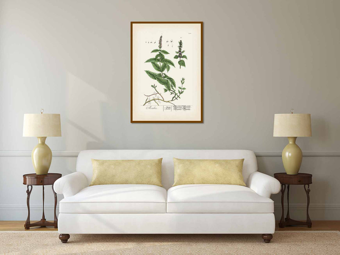 Mentha Garden Mint Spearmint - botanical print by Elizabeth Blackwell, A Curious Herbal, 1737 art poster canvas gift