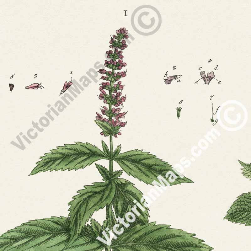 Mentha Garden Mint Spearmint - botanical print by Elizabeth Blackwell, A Curious Herbal, 1737 art poster canvas gift