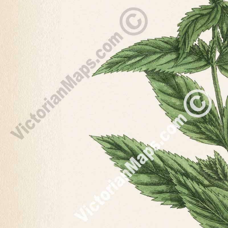 Mentha Garden Mint Spearmint - botanical print by Elizabeth Blackwell, A Curious Herbal, 1737 art poster canvas gift