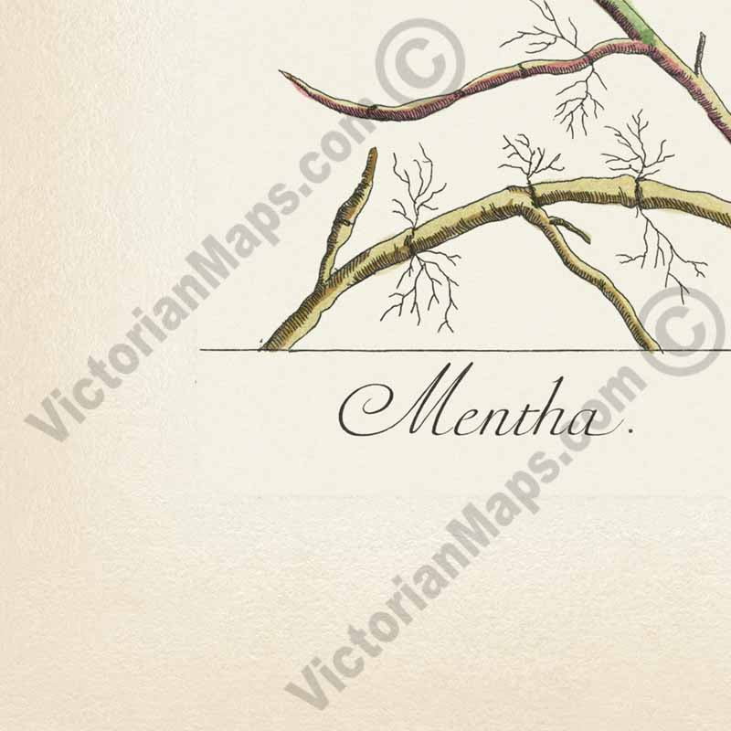 Mentha Garden Mint Spearmint - botanical print by Elizabeth Blackwell, A Curious Herbal, 1737 art poster canvas gift