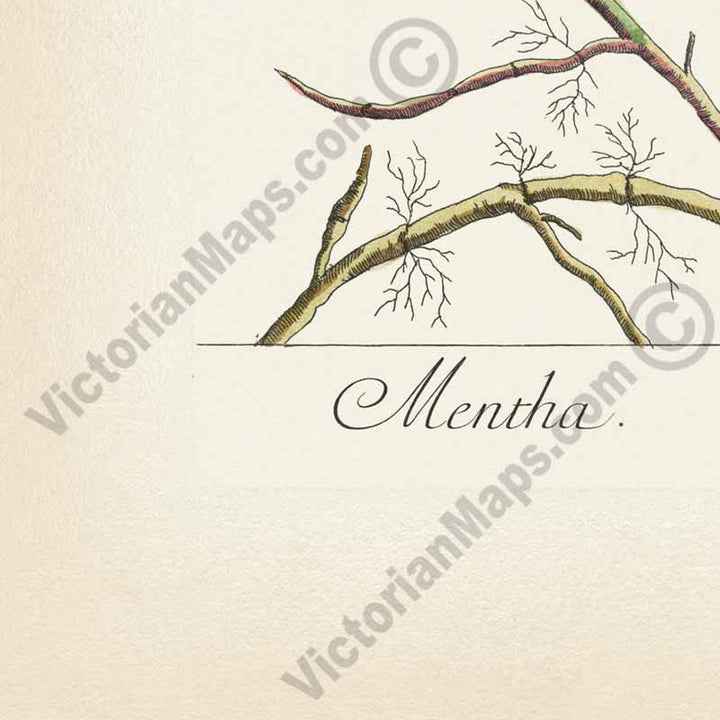Mentha Garden Mint Spearmint - botanical print by Elizabeth Blackwell, A Curious Herbal, 1737 art poster canvas gift