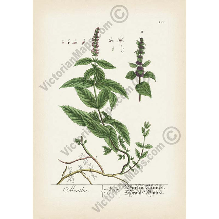 Mentha Garden Mint Spearmint - botanical print by Elizabeth Blackwell, A Curious Herbal, 1737 art poster canvas gift