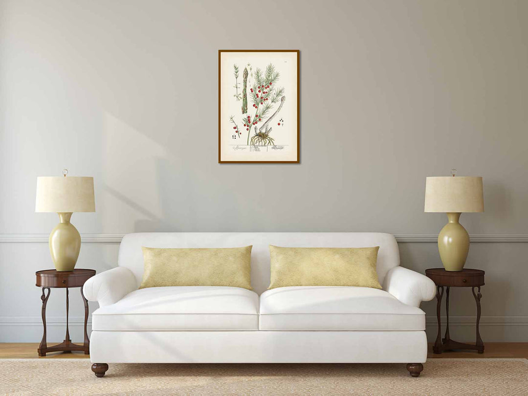 Asparagus / Asparagus officinalis / Sparrow grass - botanical print by Elizabeth Blackwell, A Curious Herbal, 1737