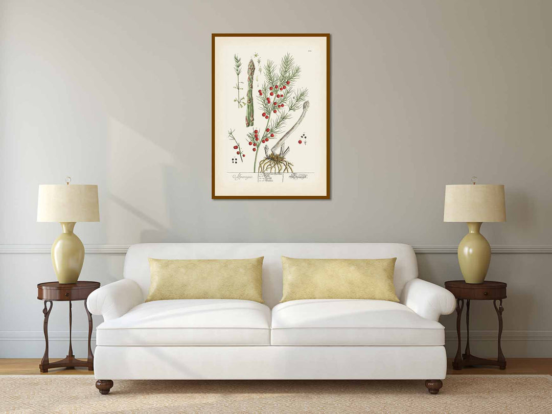 Asparagus / Asparagus officinalis / Sparrow grass - botanical print by Elizabeth Blackwell, A Curious Herbal, 1737