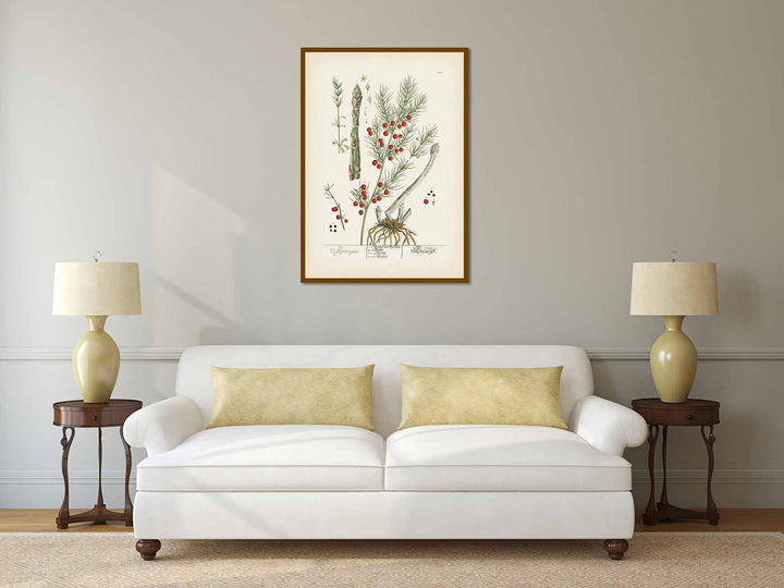Asparagus / Asparagus officinalis / Sparrow grass - botanical print by Elizabeth Blackwell, A Curious Herbal, 1737
