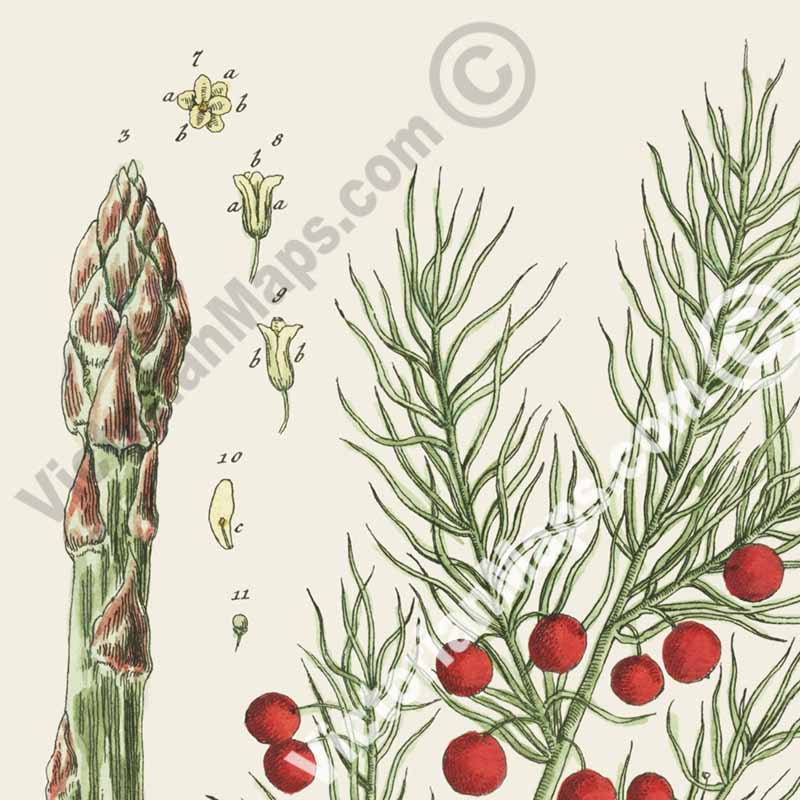 Asparagus / Asparagus officinalis / Sparrow grass - botanical print by Elizabeth Blackwell, A Curious Herbal, 1737