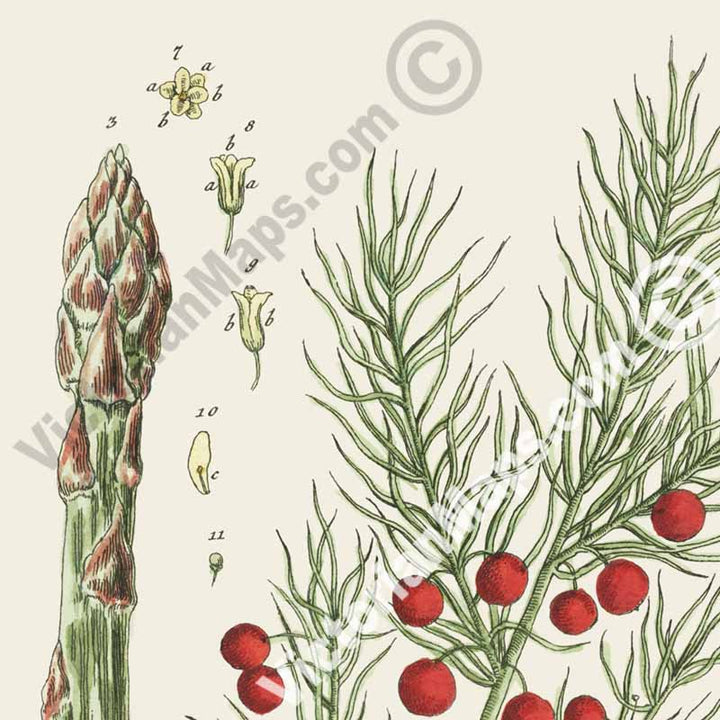 Asparagus / Asparagus officinalis / Sparrow grass - botanical print by Elizabeth Blackwell, A Curious Herbal, 1737