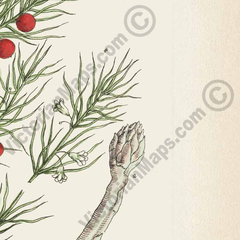Asparagus / Asparagus officinalis / Sparrow grass - botanical print by Elizabeth Blackwell, A Curious Herbal, 1737