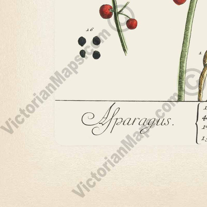 Asparagus / Asparagus officinalis / Sparrow grass - botanical print by Elizabeth Blackwell, A Curious Herbal, 1737