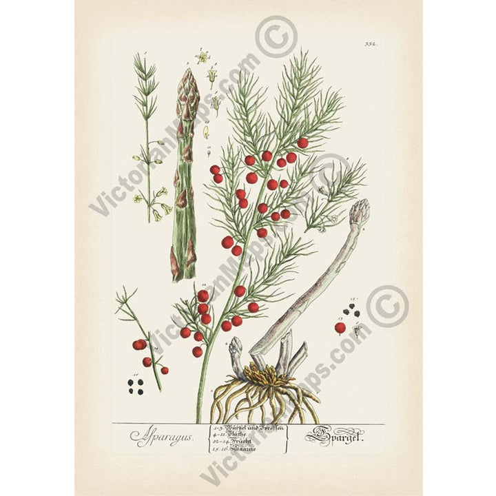 Asparagus / Asparagus officinalis / Sparrow grass - botanical print by Elizabeth Blackwell, A Curious Herbal, 1737