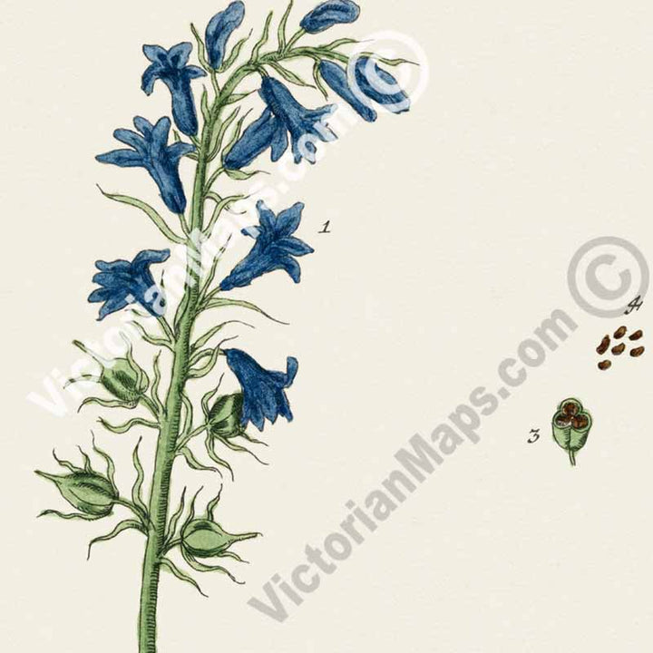 Hyacinthus Common bluebell Hyacinthoides non-scripta Harebell - botanical print by Elizabeth Blackwell, A Curious Herbal, 1737 art print poster canvas gift