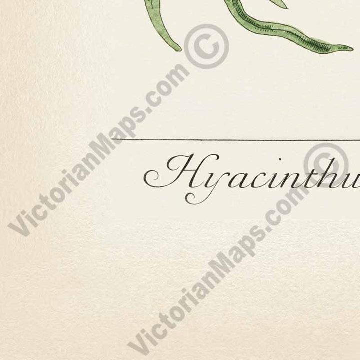 Hyacinthus Common bluebell Hyacinthoides non-scripta Harebell - botanical print by Elizabeth Blackwell, A Curious Herbal, 1737 art print poster canvas gift