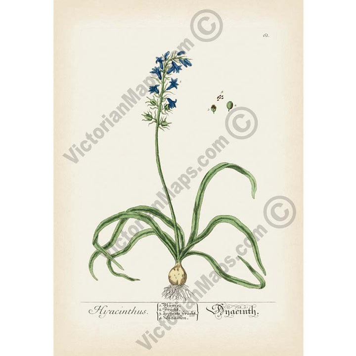 Hyacinthus Common bluebell Hyacinthoides non-scripta Harebell - botanical print by Elizabeth Blackwell, A Curious Herbal, 1737 art print poster canvas gift