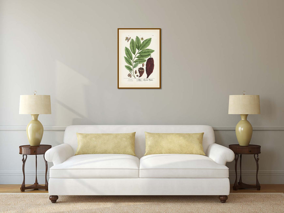 Cacao Caeavate Theobroma cacao Cacao tree Cocoa - botanical print by Elizabeth Blackwell, A Curious Herbal, 1737 art poster canvas gift