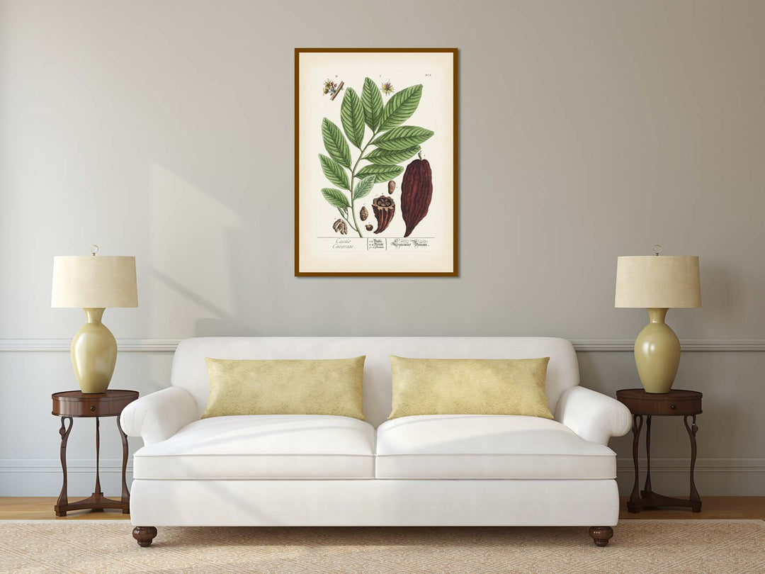 Cacao Caeavate Theobroma cacao Cacao tree Cocoa - botanical print by Elizabeth Blackwell, A Curious Herbal, 1737 art poster canvas gift